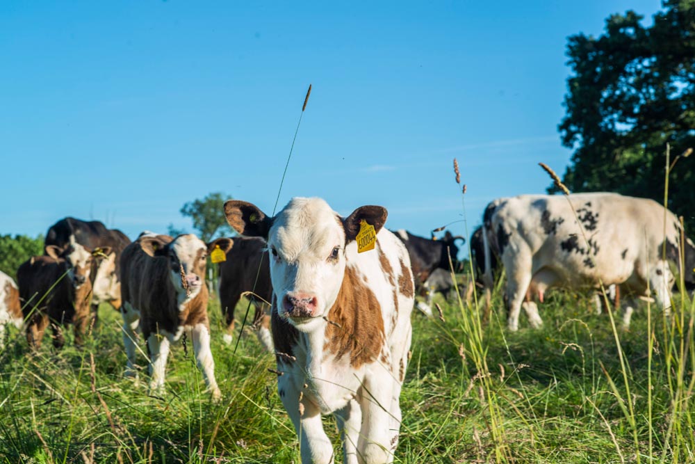 cows.jpg