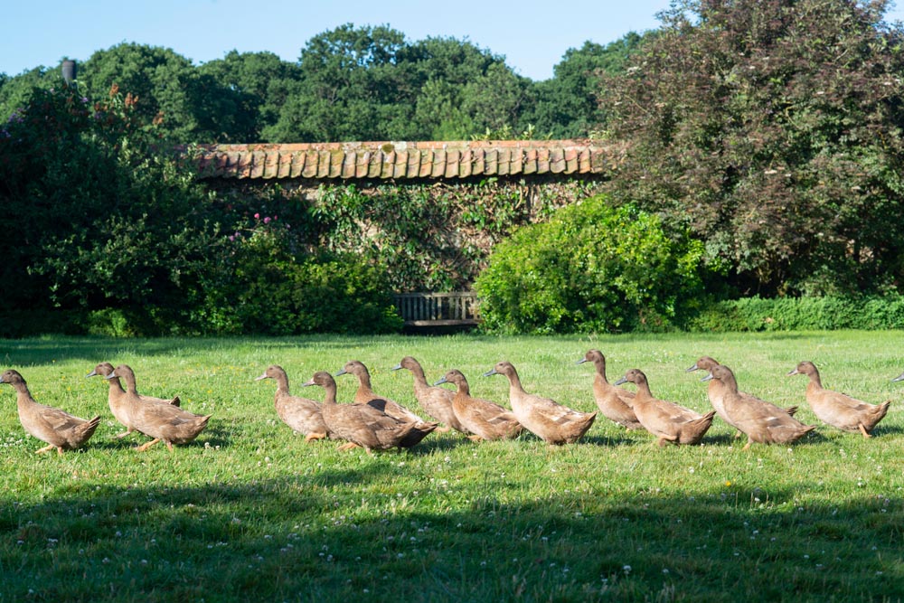 ducks.jpg