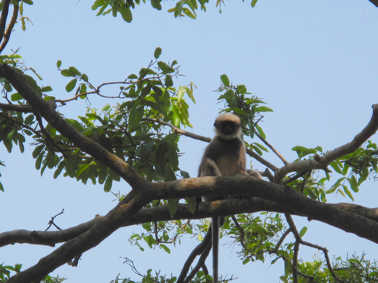 Yoga Explorers yoga retreat in South Goa - monkeys