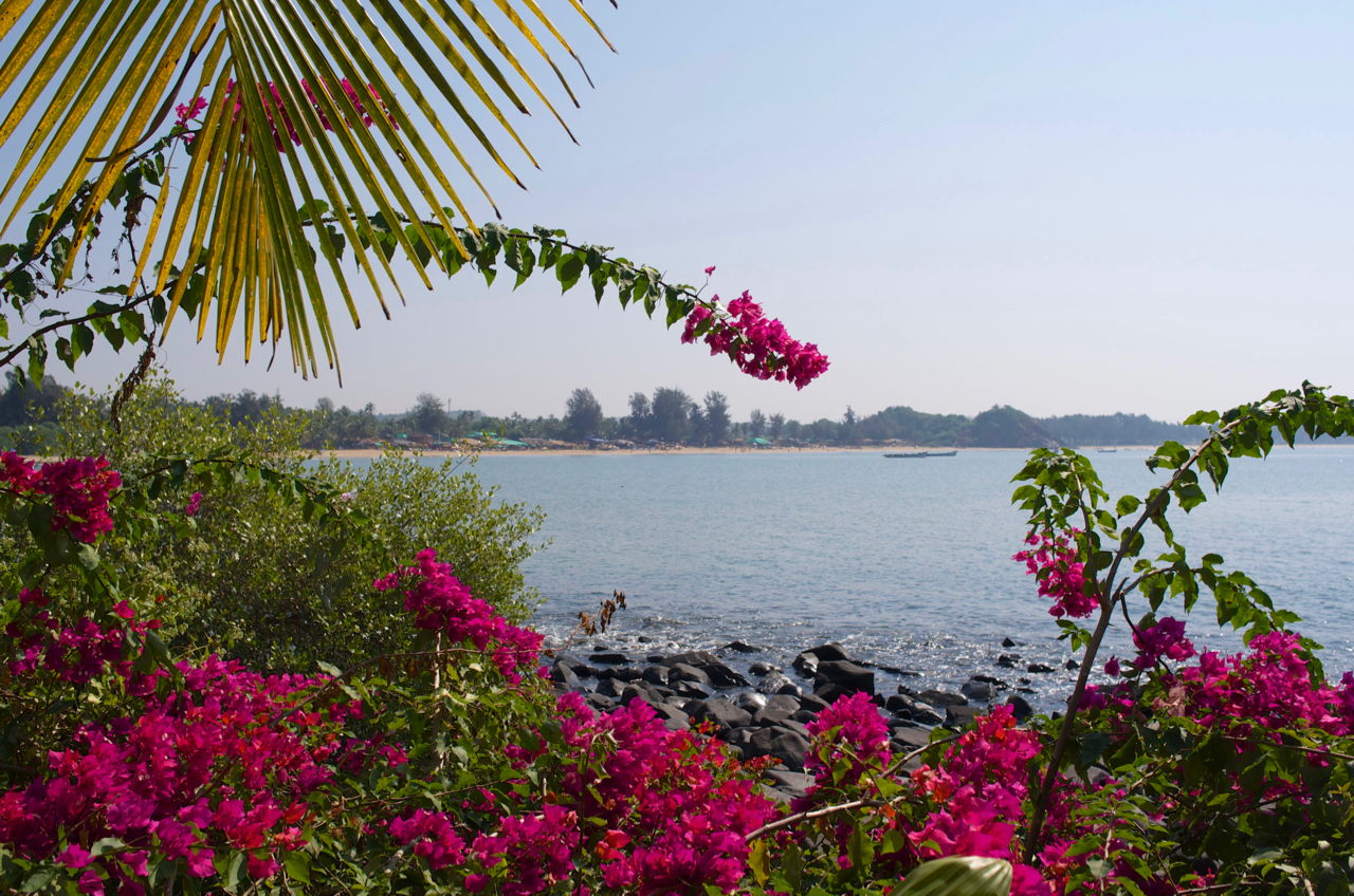 Yoga Explorers yoga holiday in South Goa - beautiful bougainvillea 