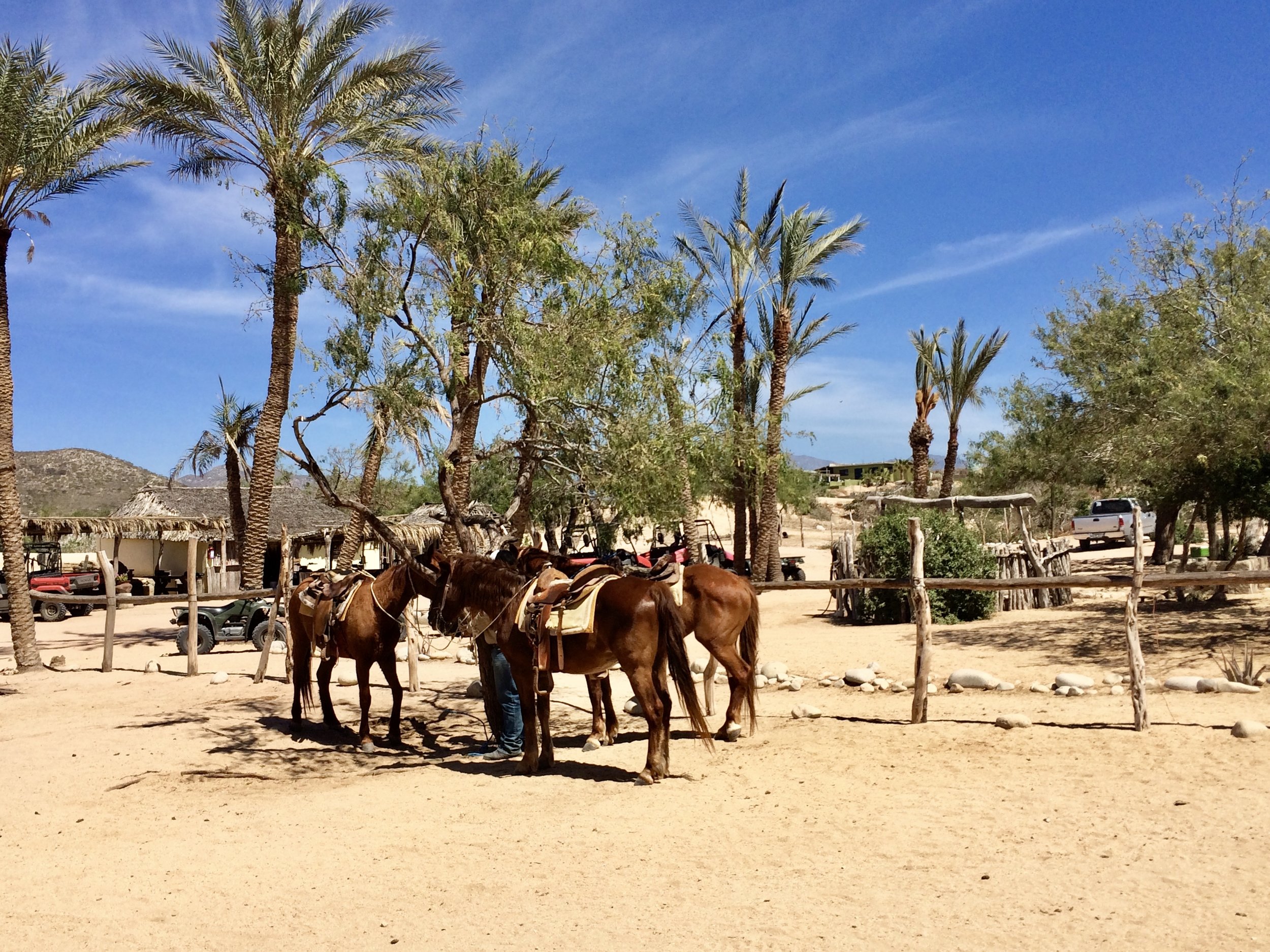 Luxury yoga retreat and whale-watching Baja, Mexico