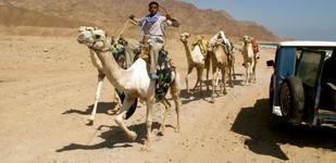 Dahab 2010